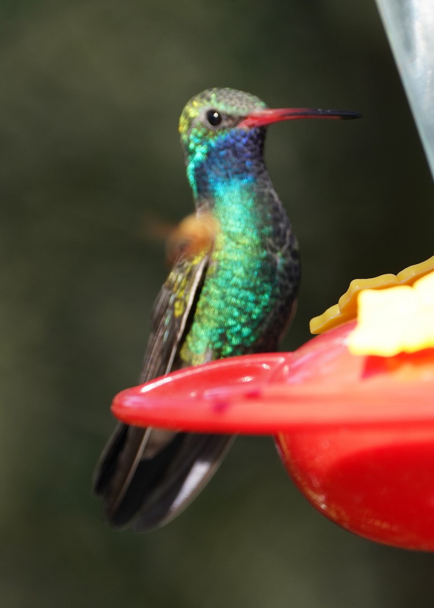 Broad-billed Hummingbird - ML644718026