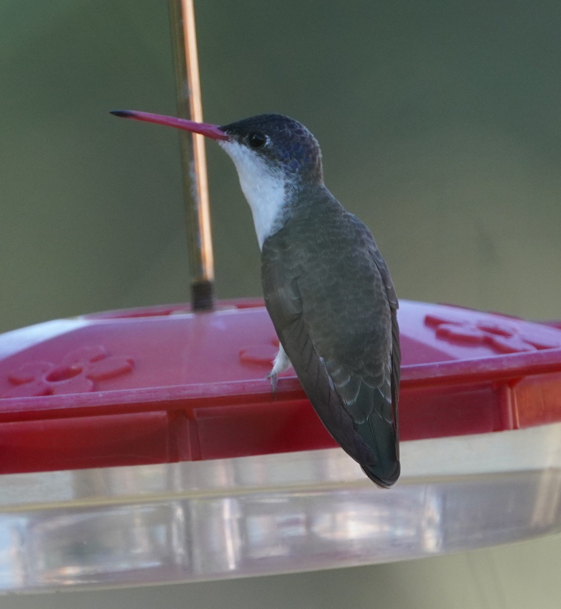 Violet-crowned Hummingbird - ML644718029