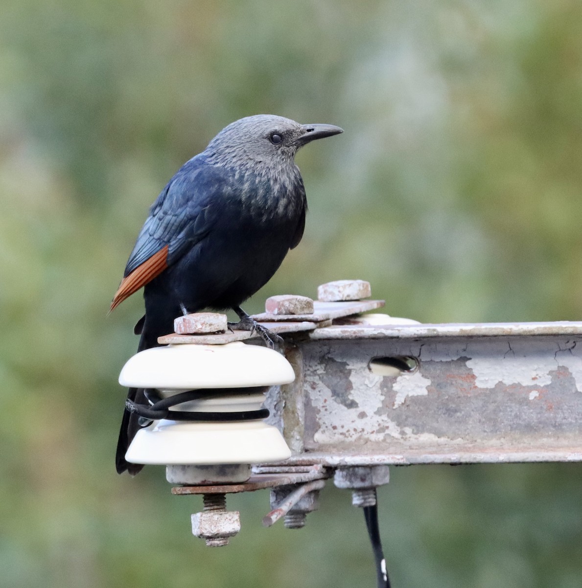 Red-winged Starling - ML644718034