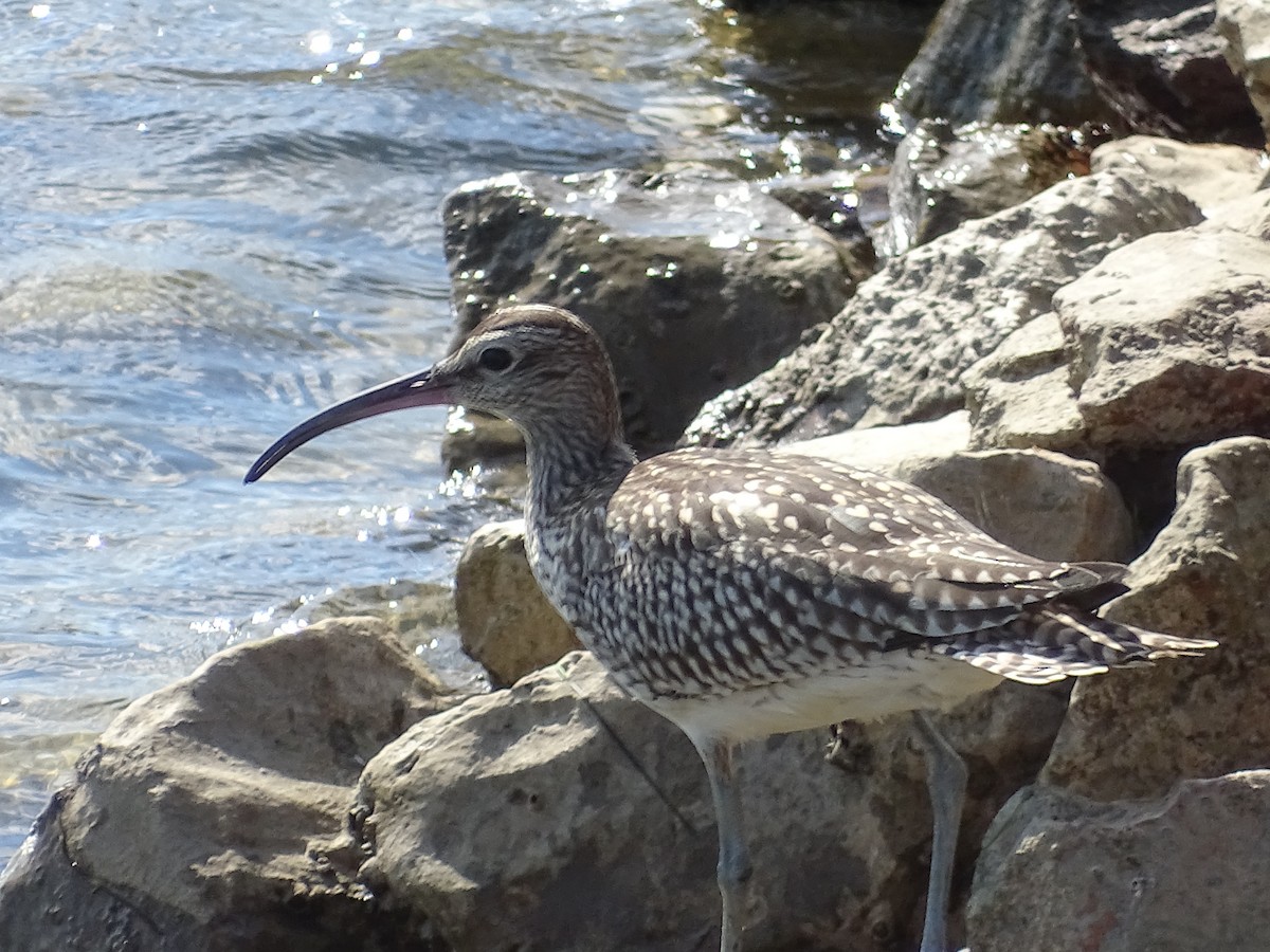 Eurasian Whimbrel - ML644718036