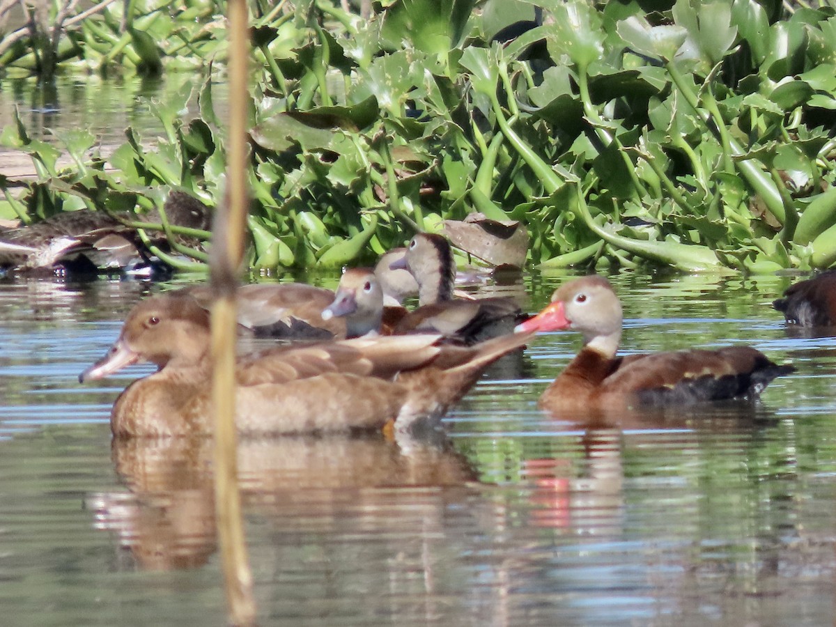 赤膀鴨 - ML644718041