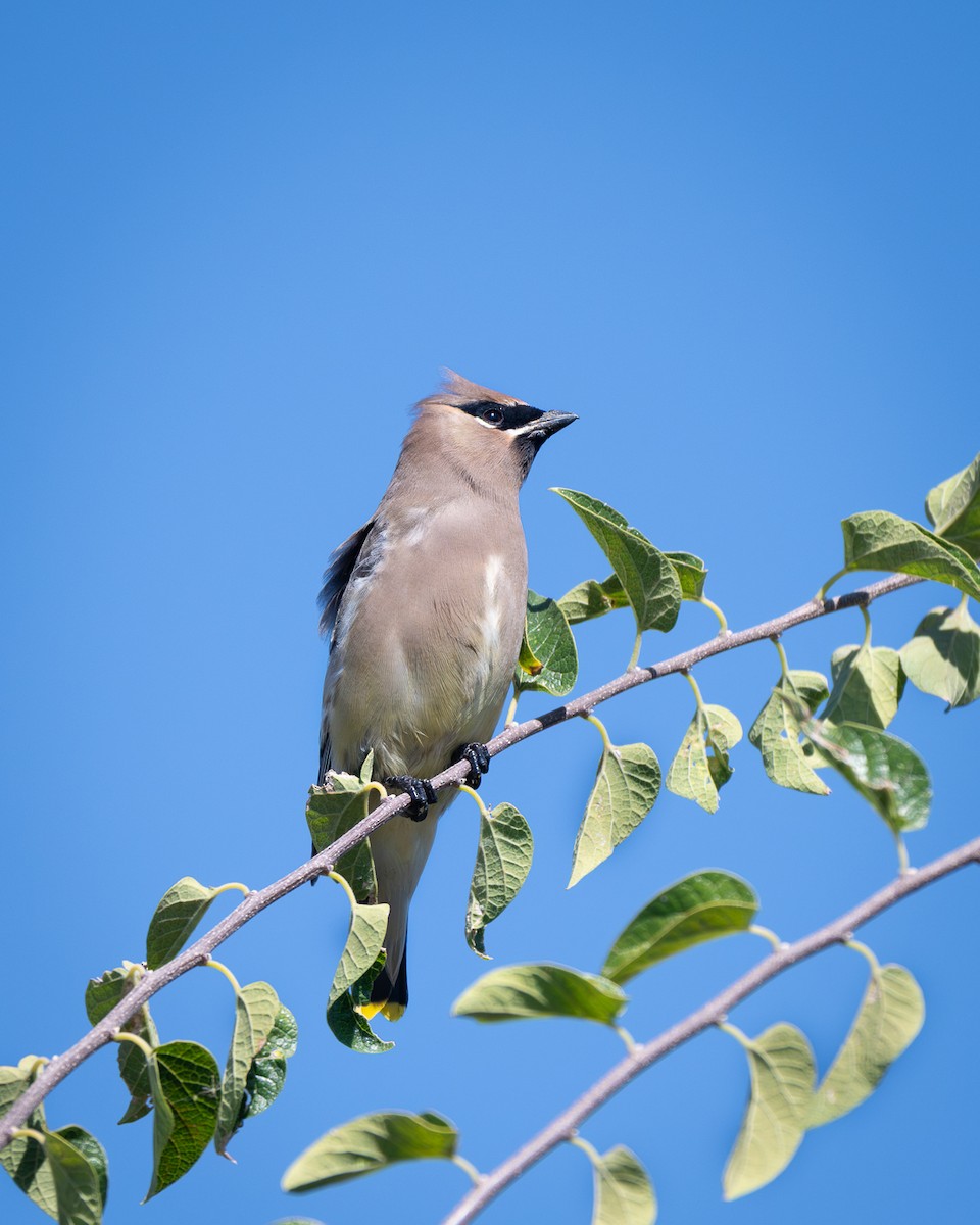 brkoslav americký - ML644718043