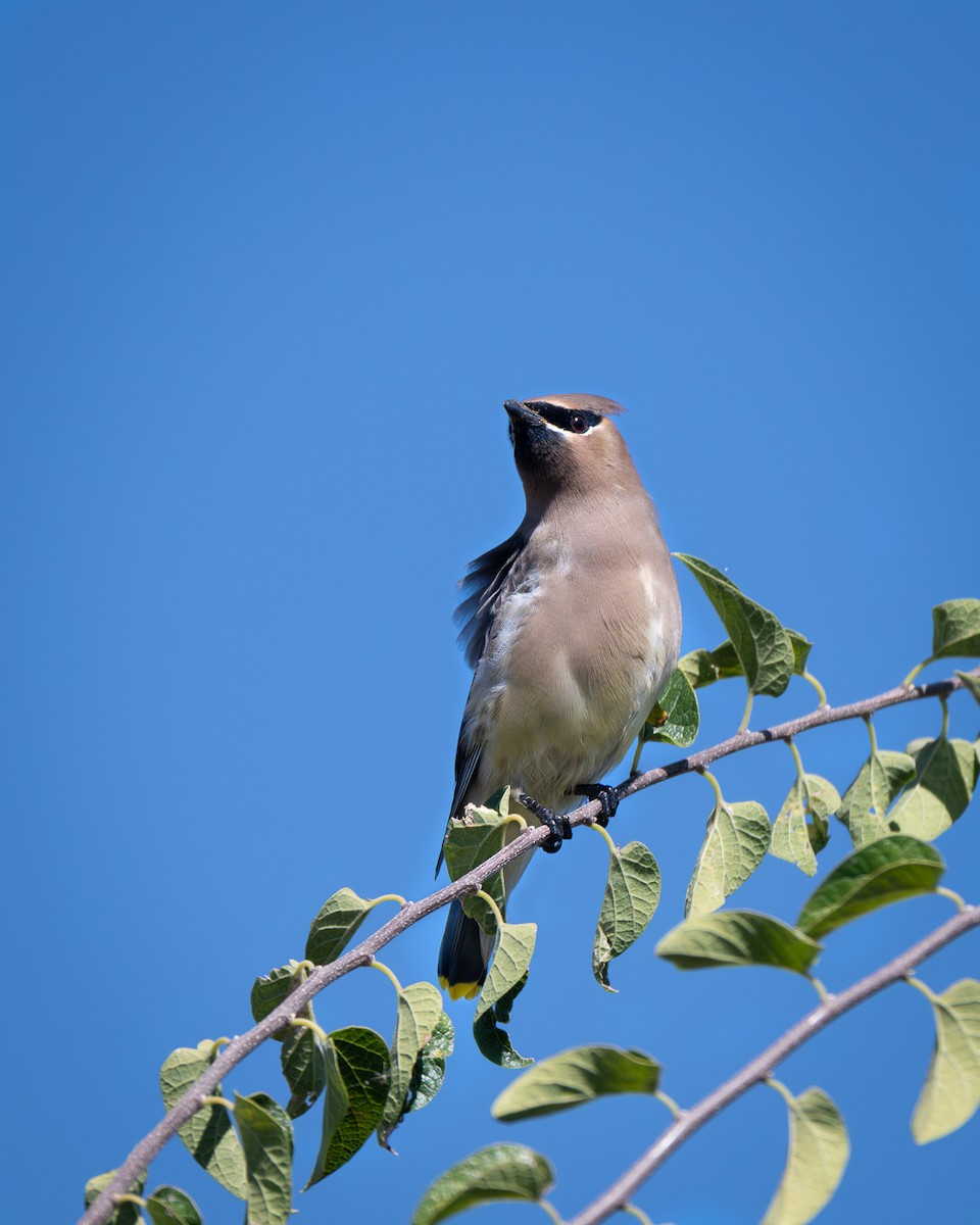 brkoslav americký - ML644718044