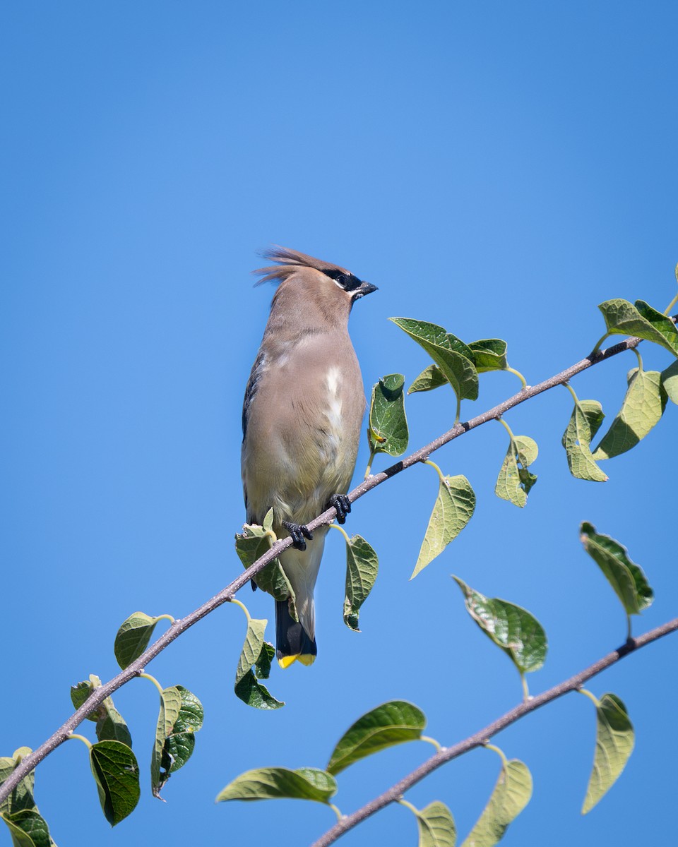brkoslav americký - ML644718045
