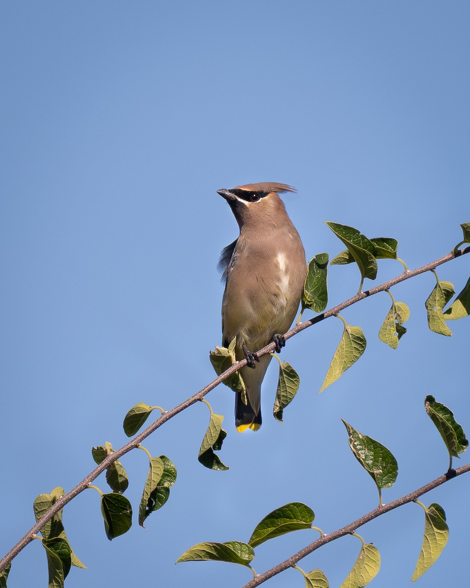 brkoslav americký - ML644718046