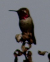 Anna's Hummingbird - ML644718047