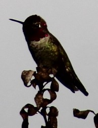 Anna's Hummingbird - ML644718048