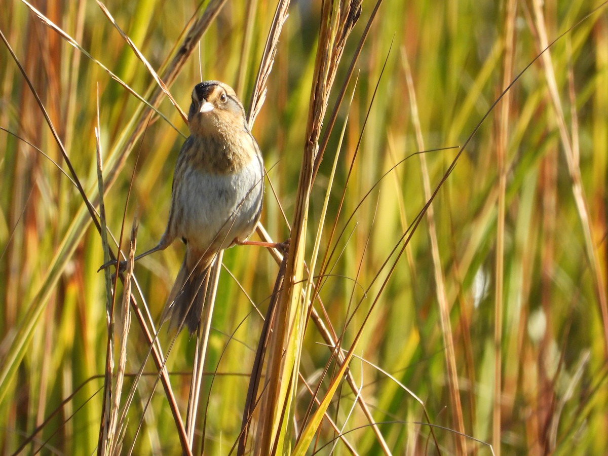 Nelson's Sparrow - ML644718055