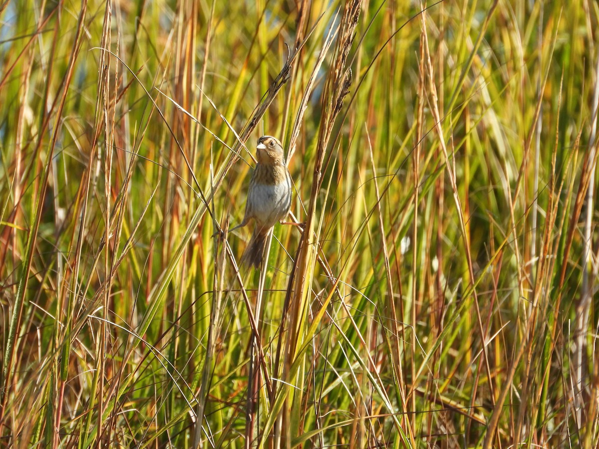 Nelson's Sparrow - ML644718056