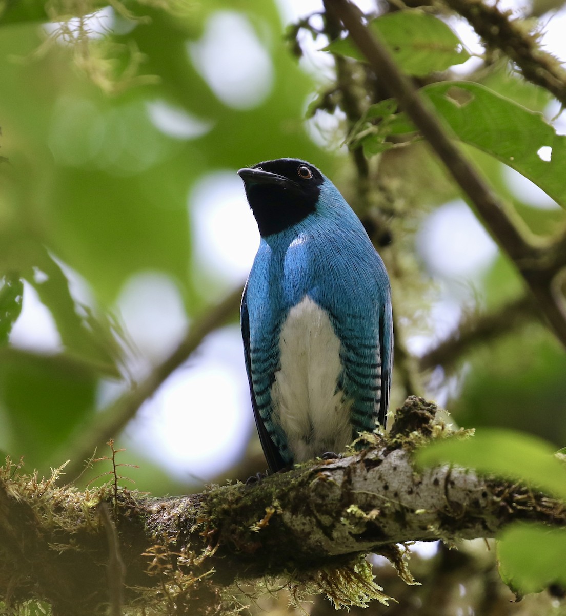 Swallow Tanager - ML644718061