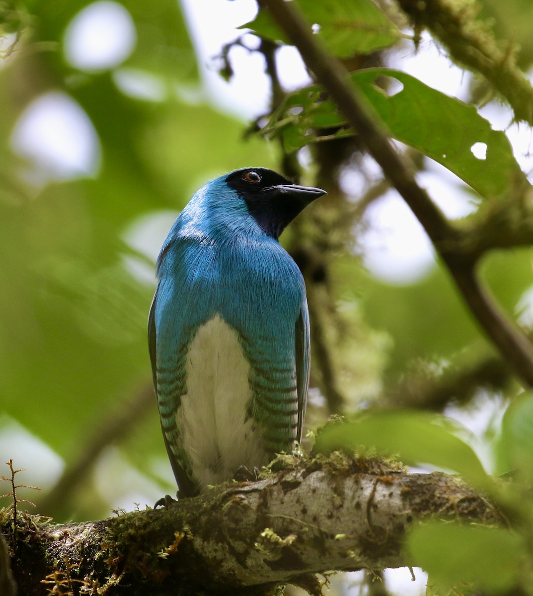 Swallow Tanager - ML644718062