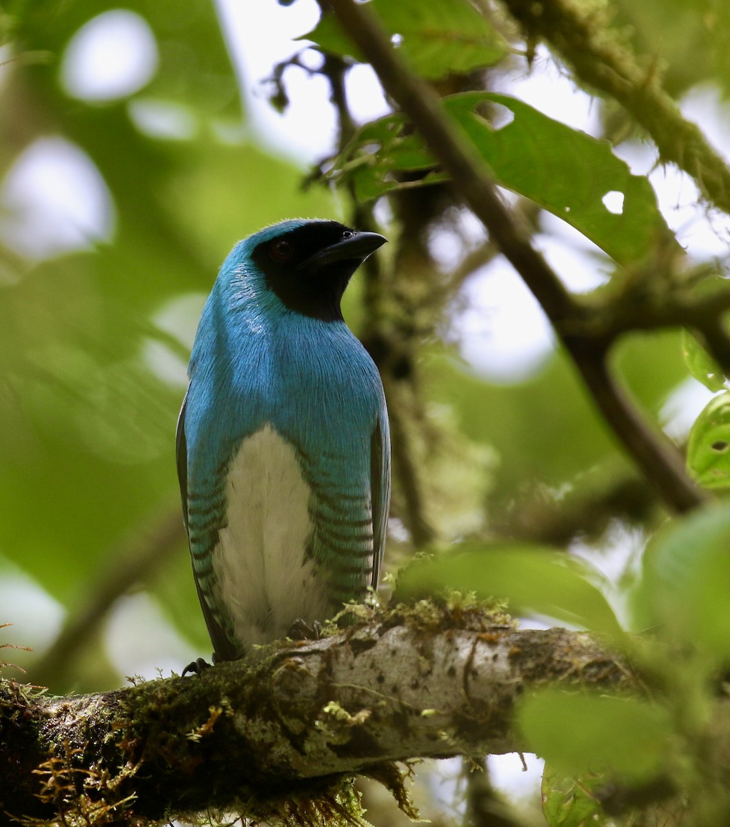 Swallow Tanager - ML644718063