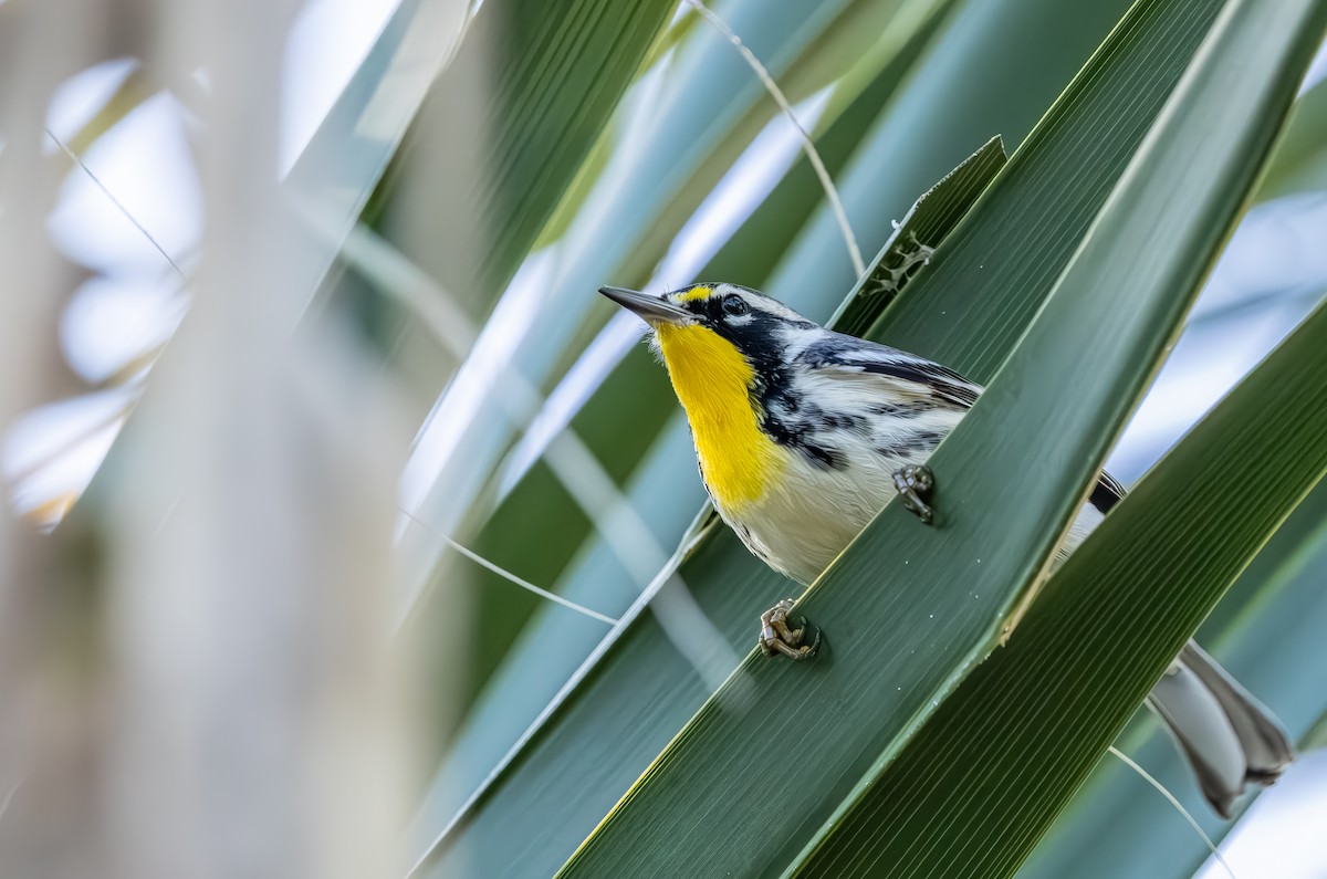 Goldkehl-Waldsänger - ML644718069