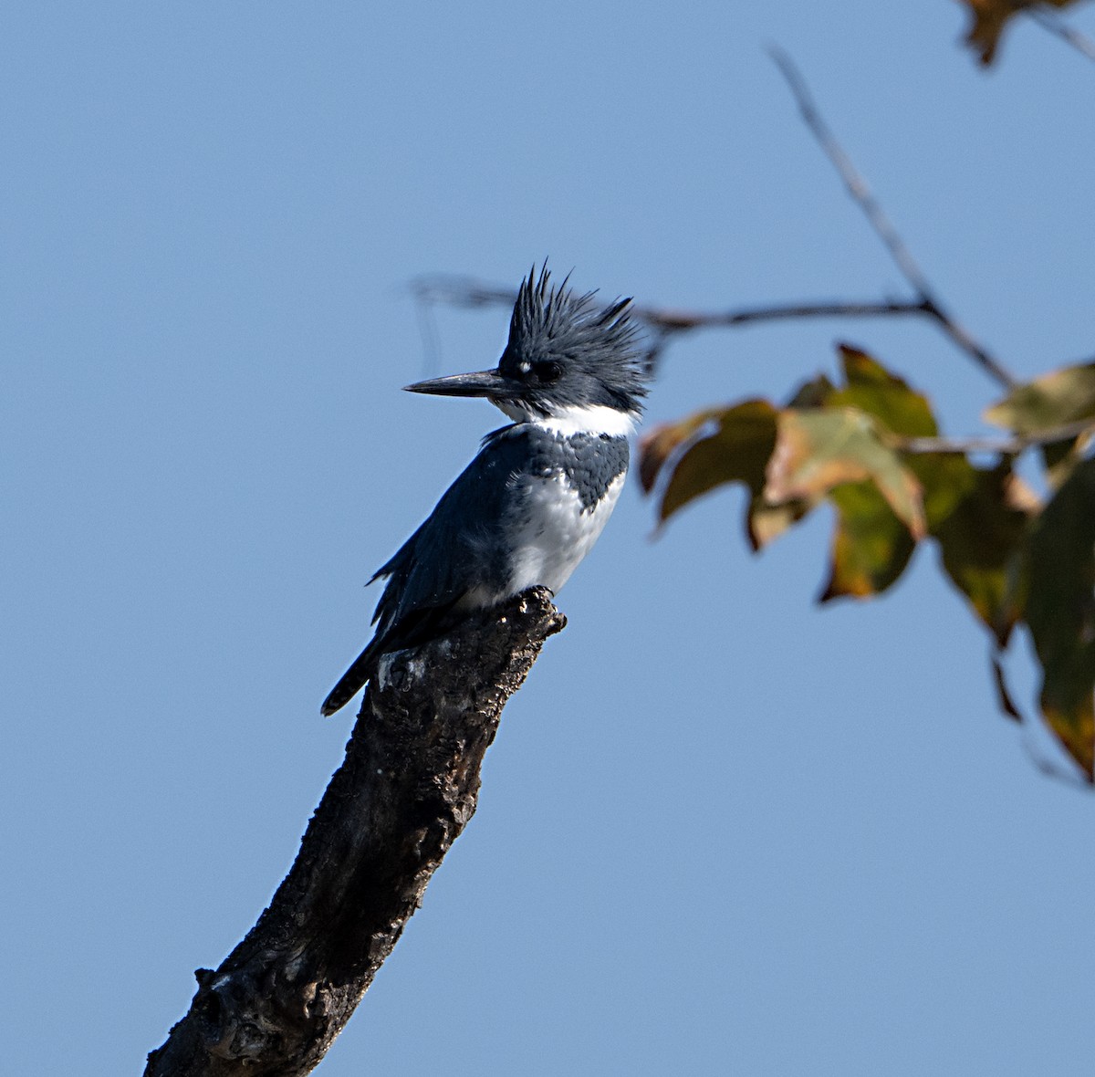 Belted Kingfisher - ML644718070