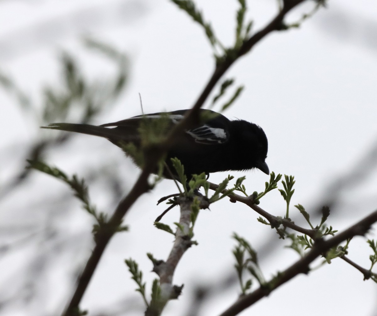 Güneyli Kömürcü Baştankara - ML644718071