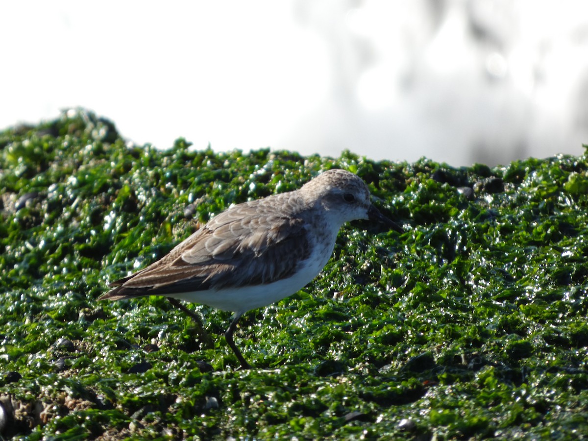 Weißbürzel-Strandläufer - ML644718075