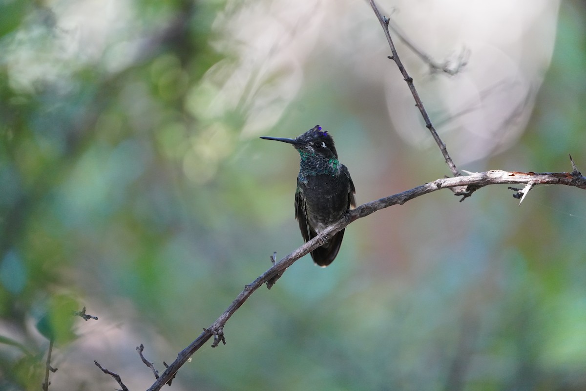 Rivoli's Hummingbird - ML644718076