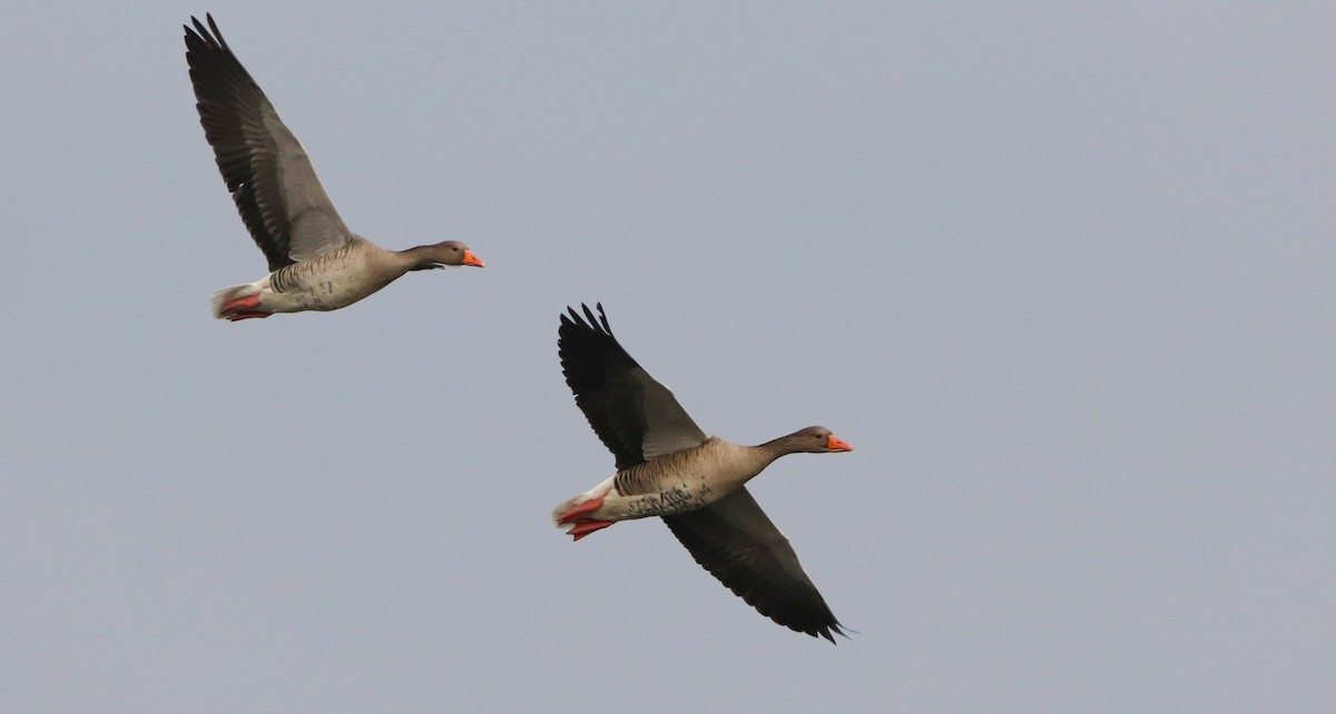 husa velká - ML644718078