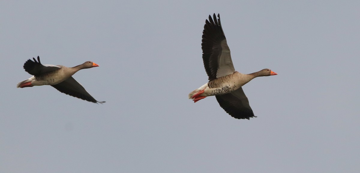 husa velká - ML644718080