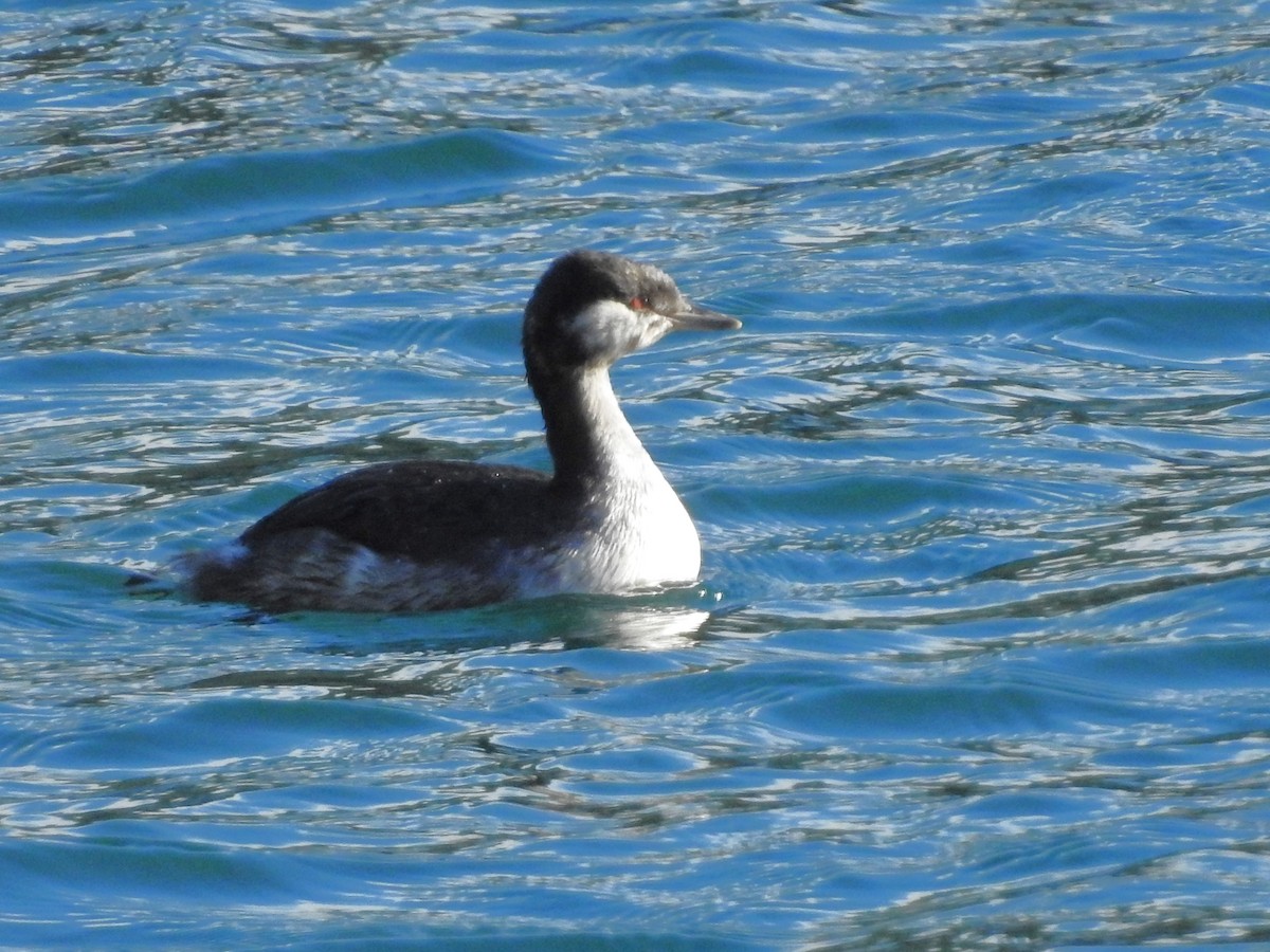 ミミカイツブリ - ML644718081