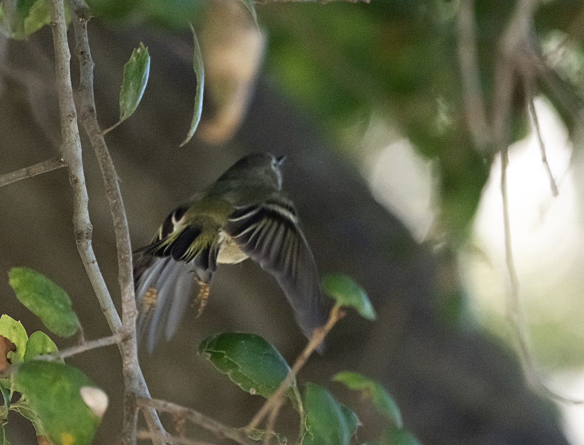 Ruby-crowned Kinglet - ML644718083