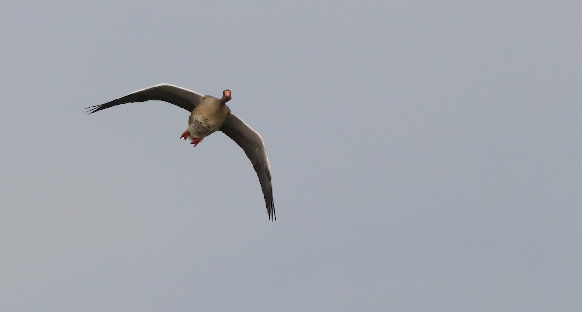 husa velká - ML644718085