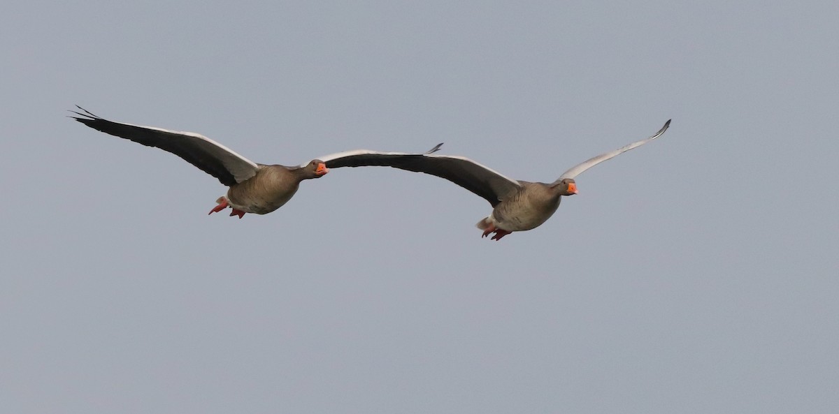 husa velká - ML644718086