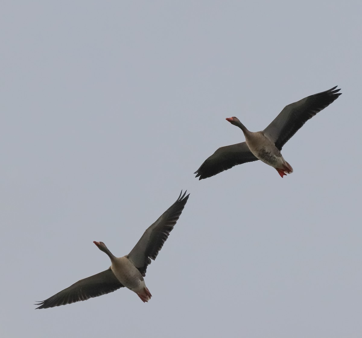 husa velká - ML644718087