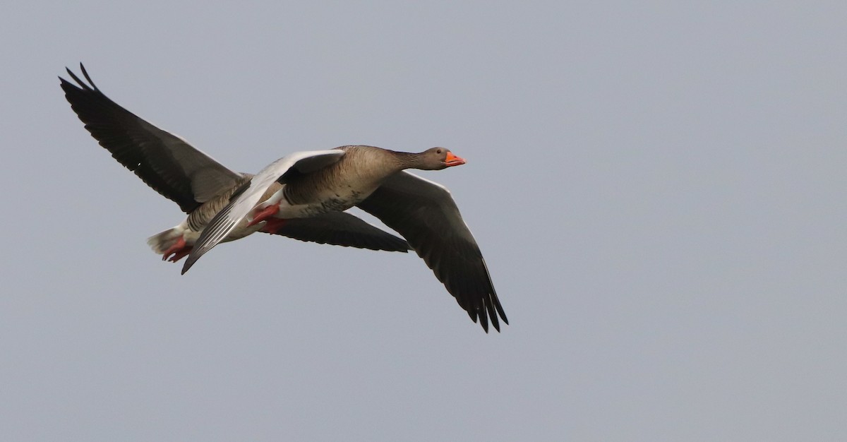 husa velká - ML644718088