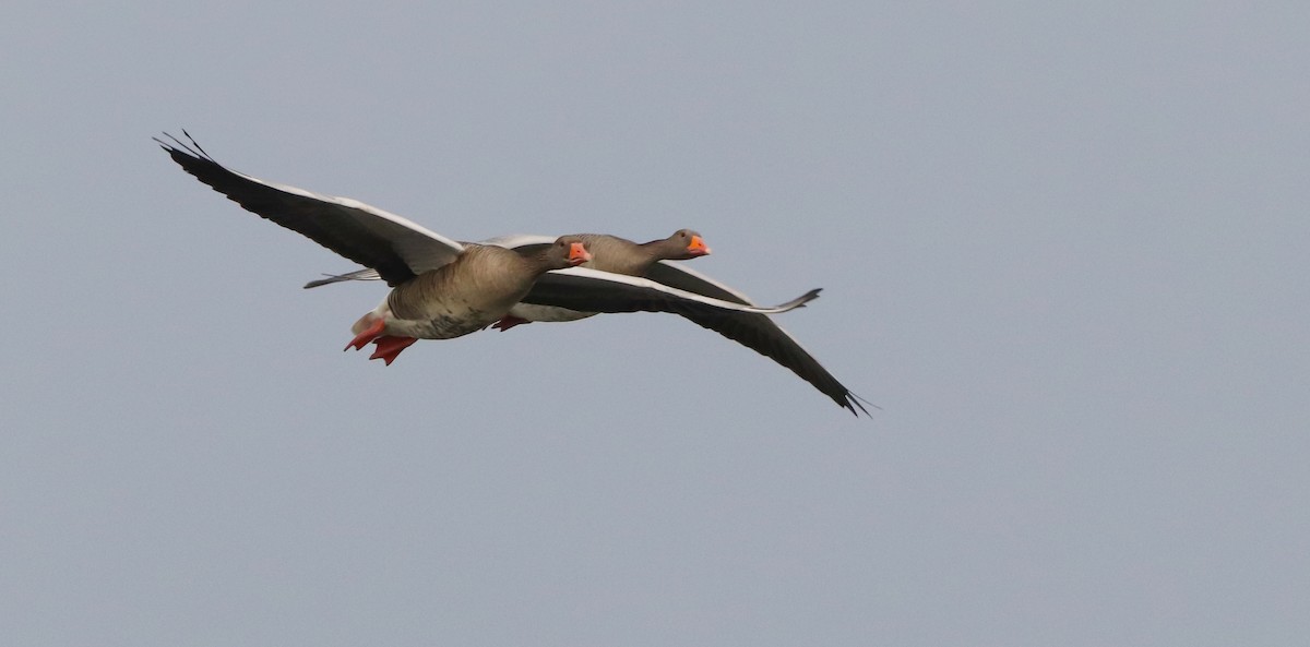 husa velká - ML644718089