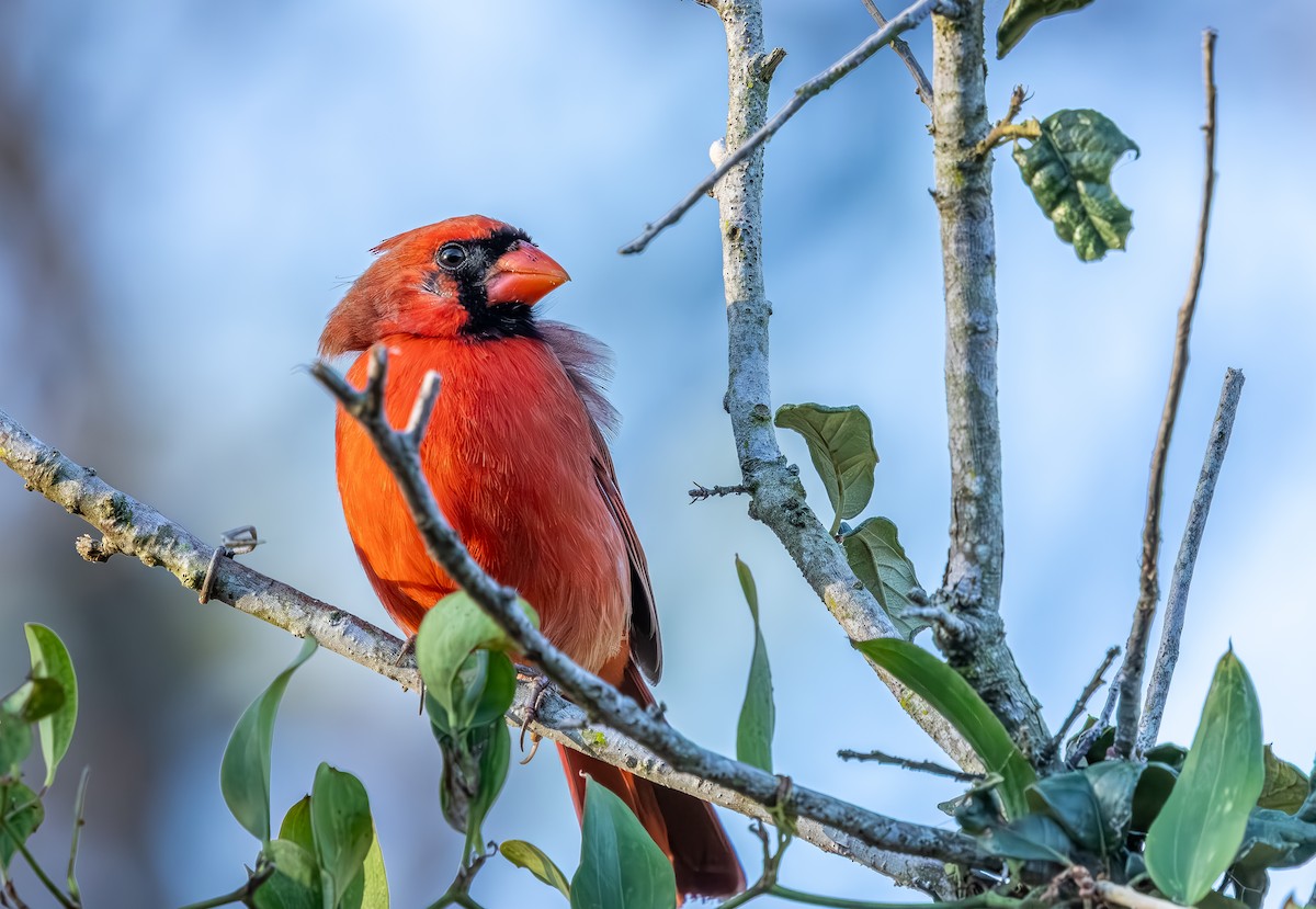 Красный кардинал - ML644718090