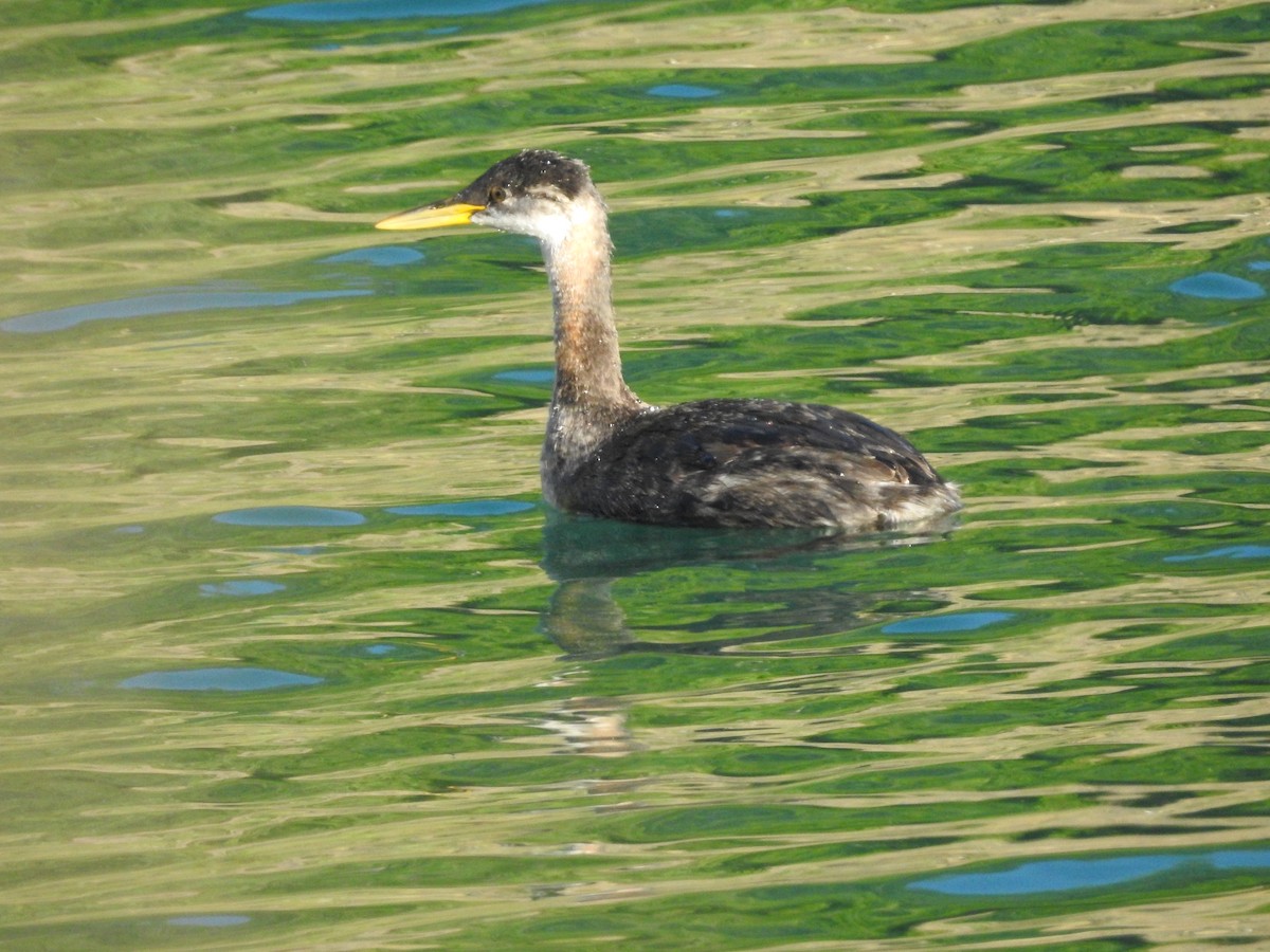 Пірникоза сірощока - ML644718095