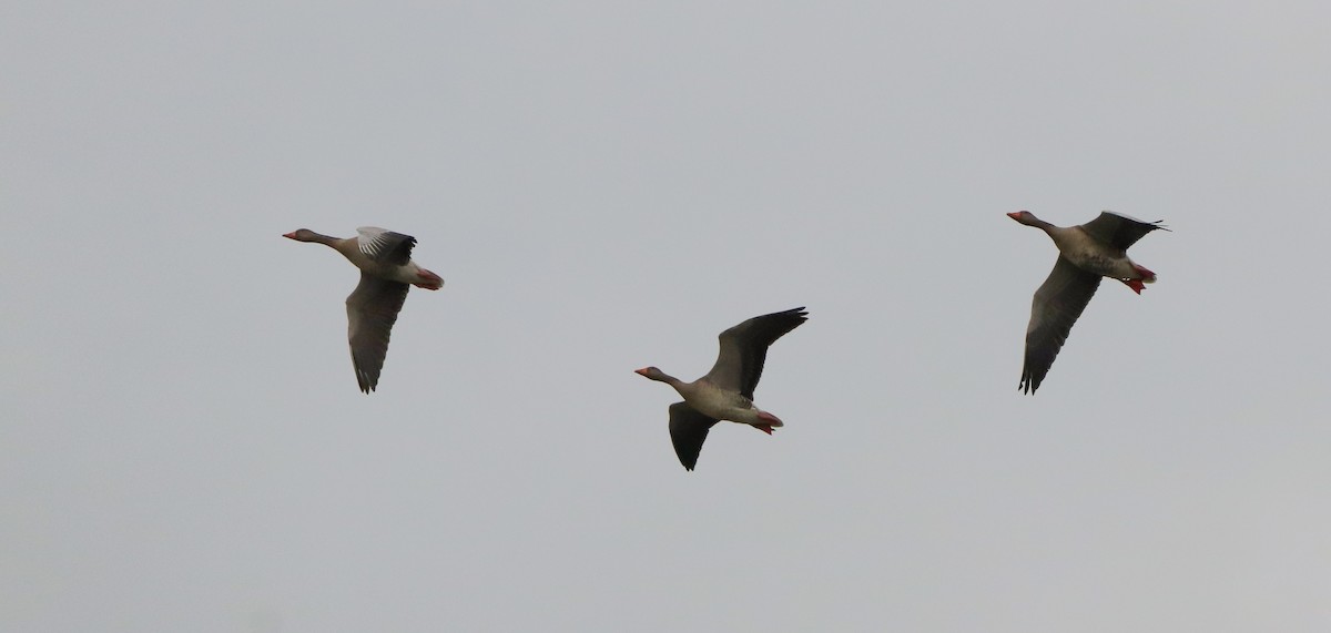 husa velká - ML644718096