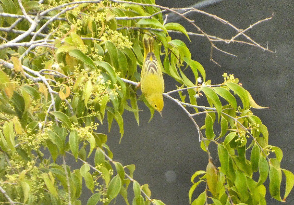 Northern Yellow Warbler - ML644718097