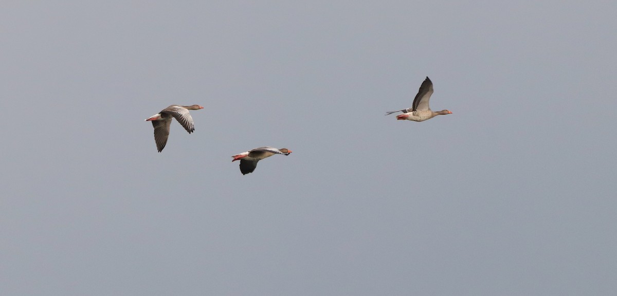 husa velká - ML644718098