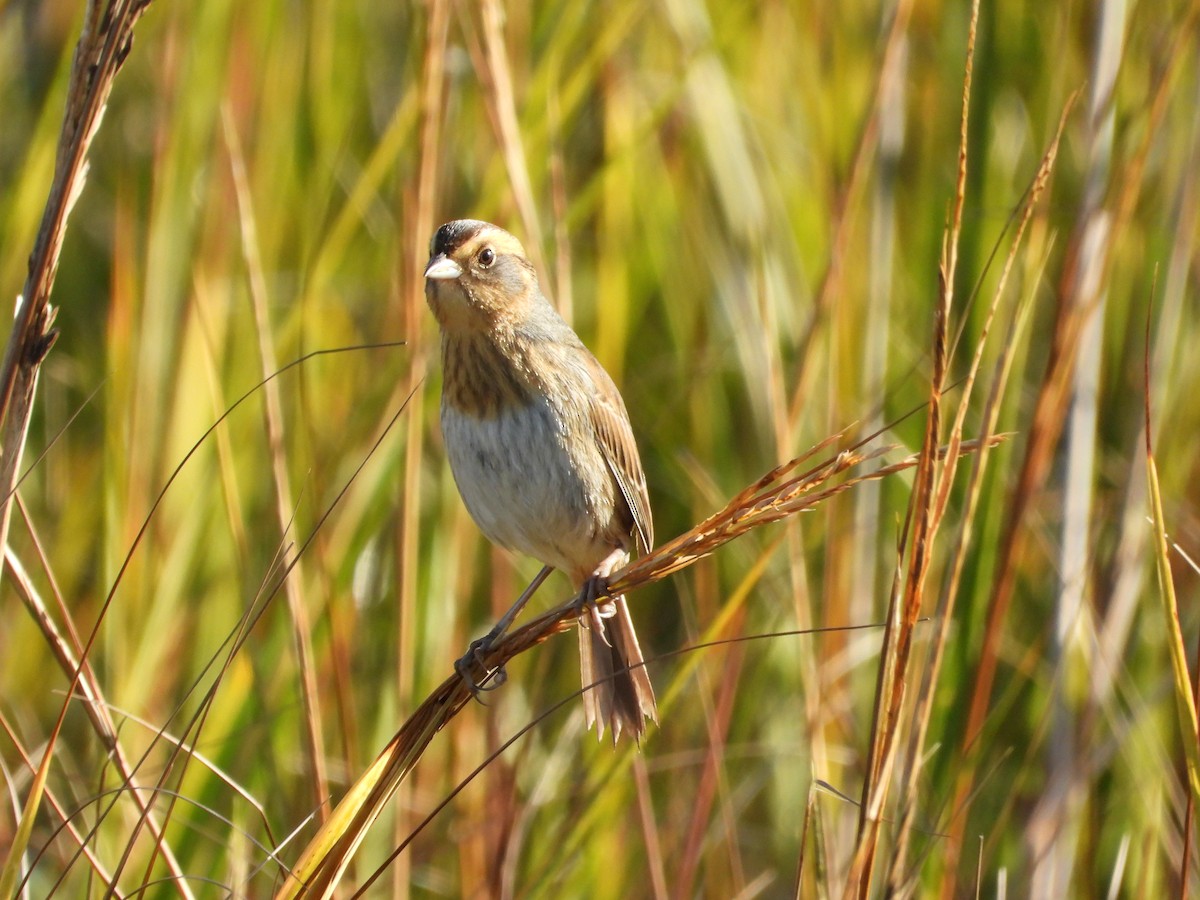 Nelson's Sparrow - ML644718099