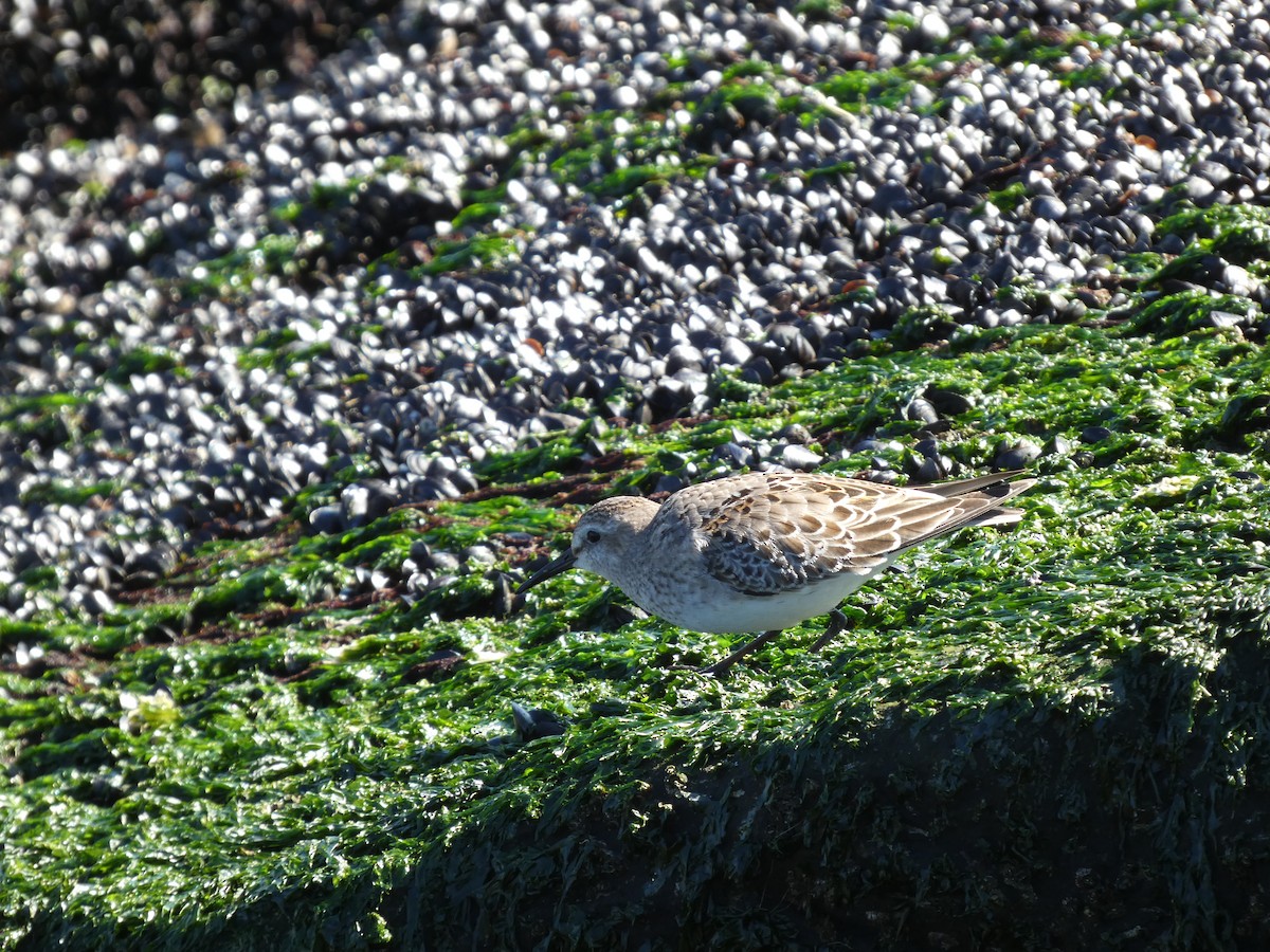 Weißbürzel-Strandläufer - ML644718104