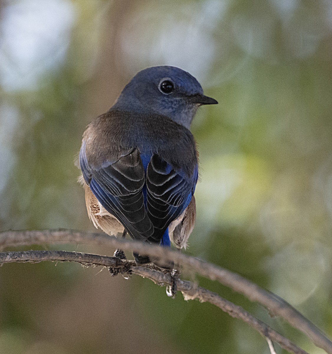 Western Bluebird - ML644718113