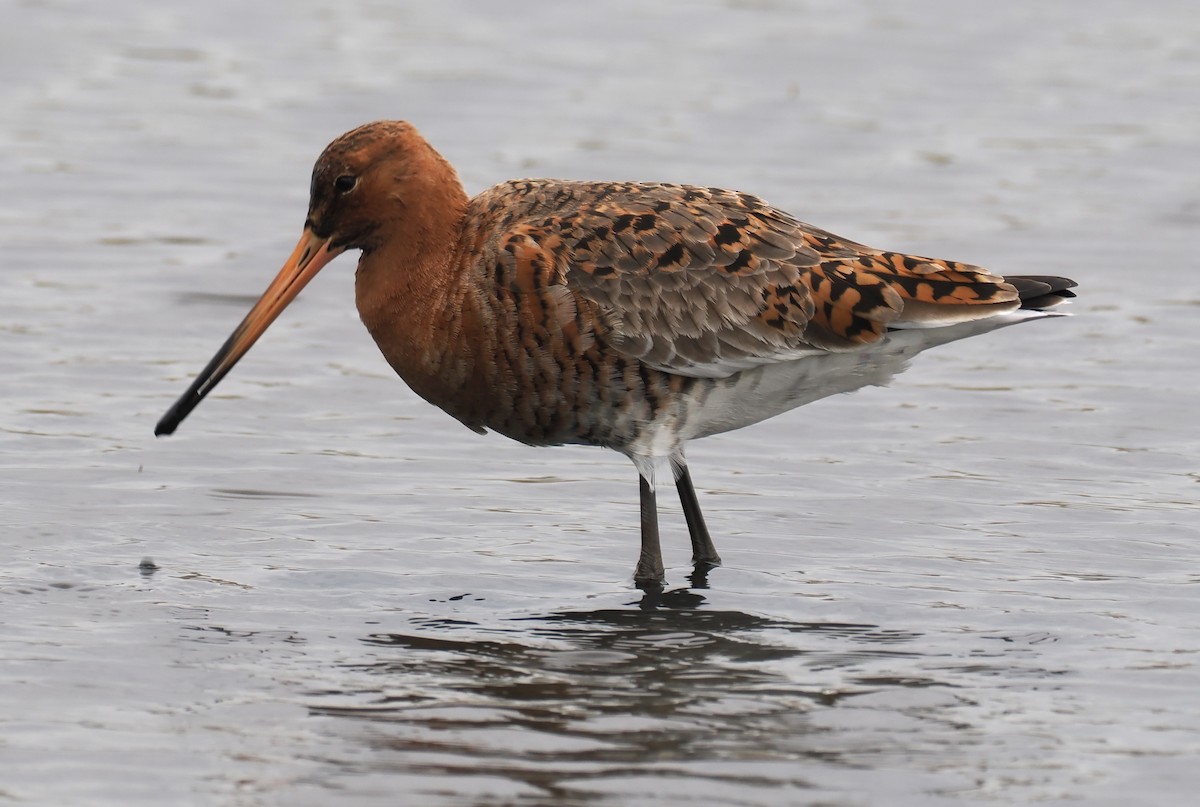 Морин цууцал - ML644718117