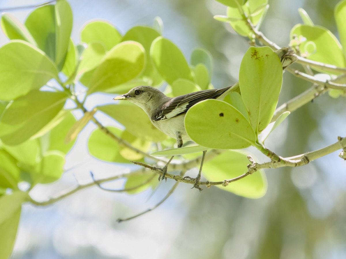 Northern Mockingbird - ML644718122