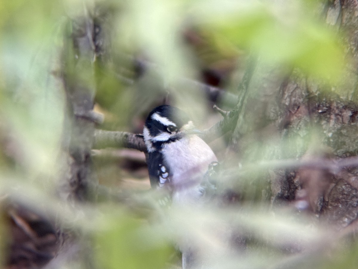 Pic mineur - ML644718131