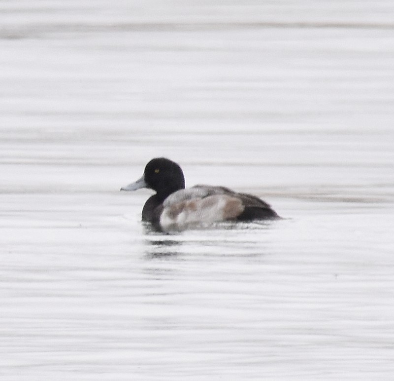 スズガモ - ML644718132