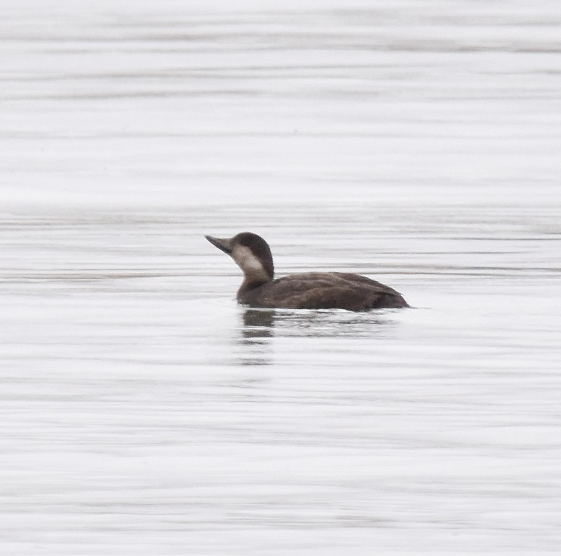 Amerika Kara Ördeği - ML644718135