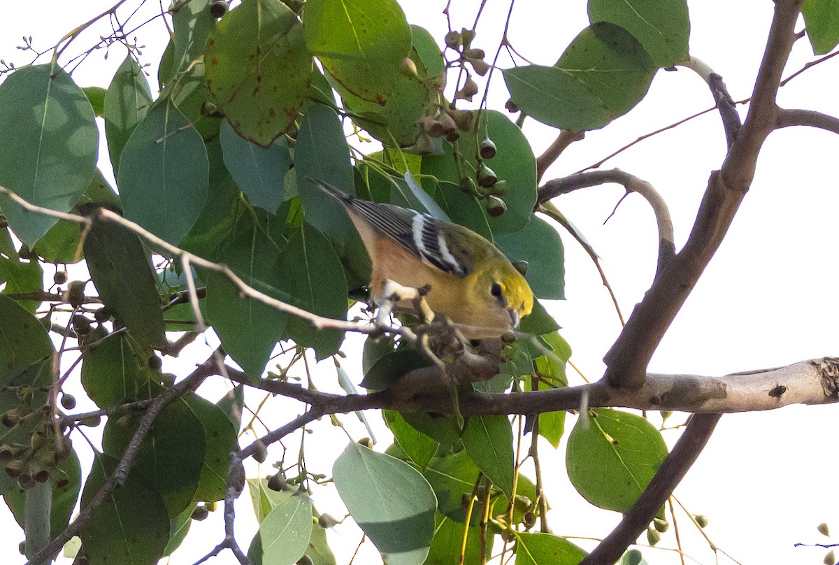 Bay-breasted Warbler - ML644718137