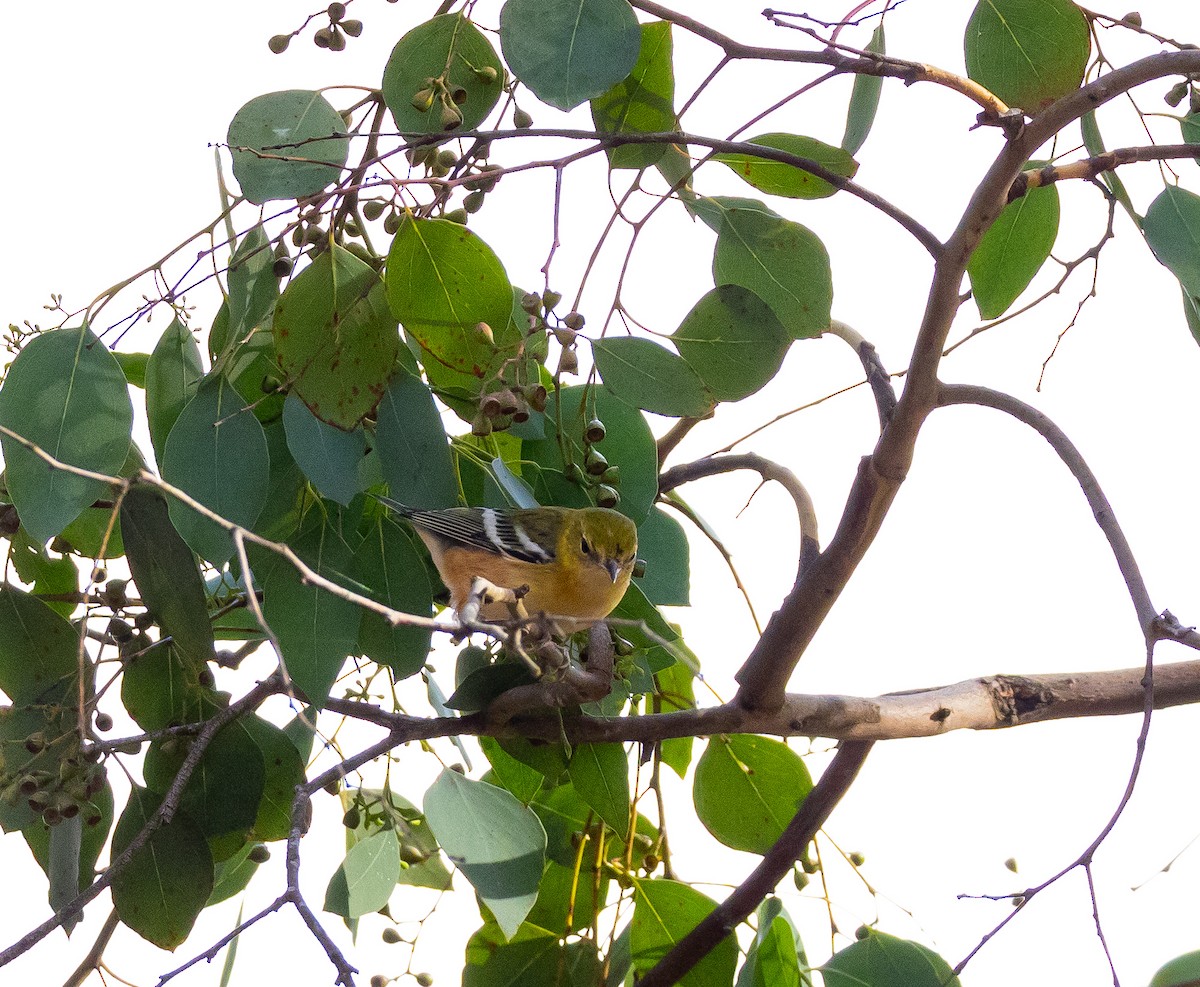 Bay-breasted Warbler - ML644718138
