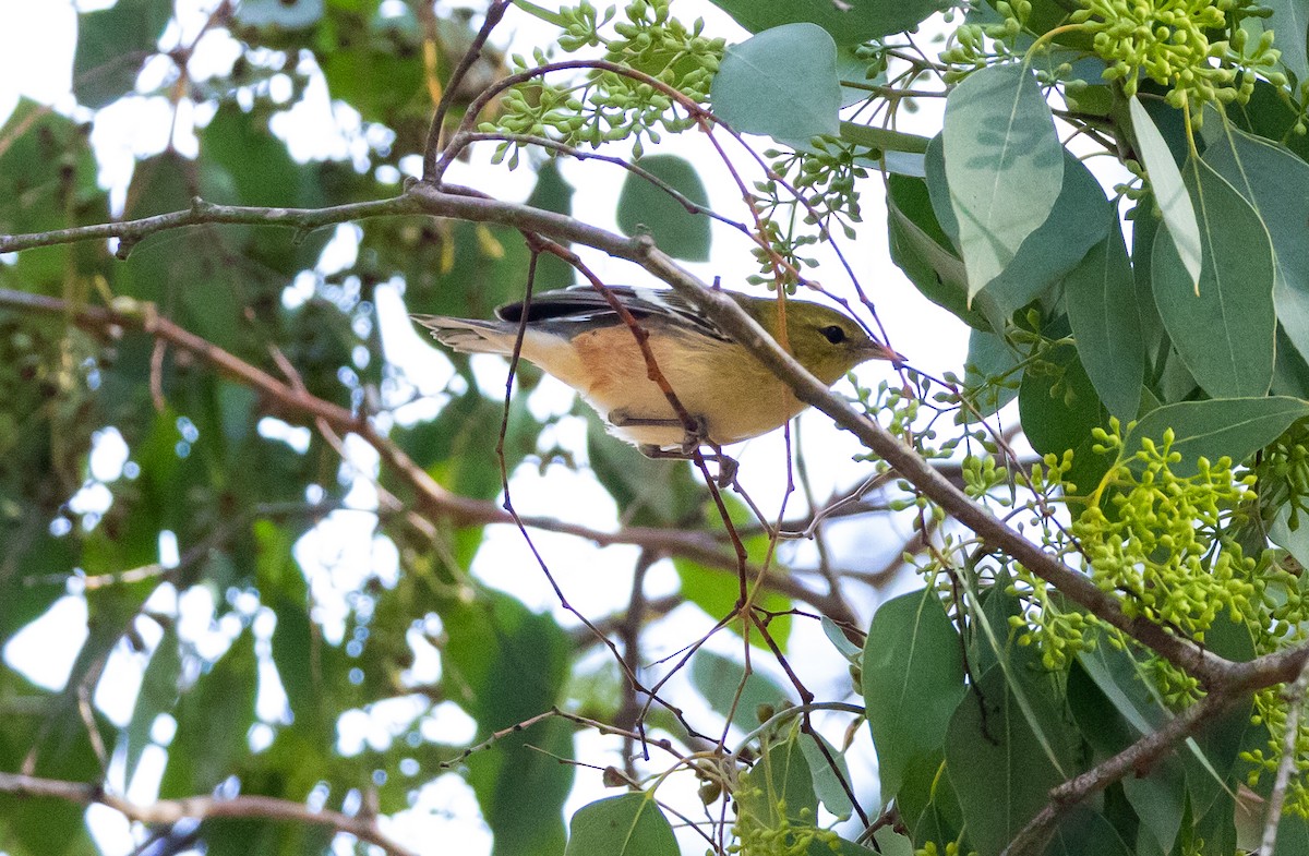 Bay-breasted Warbler - ML644718139