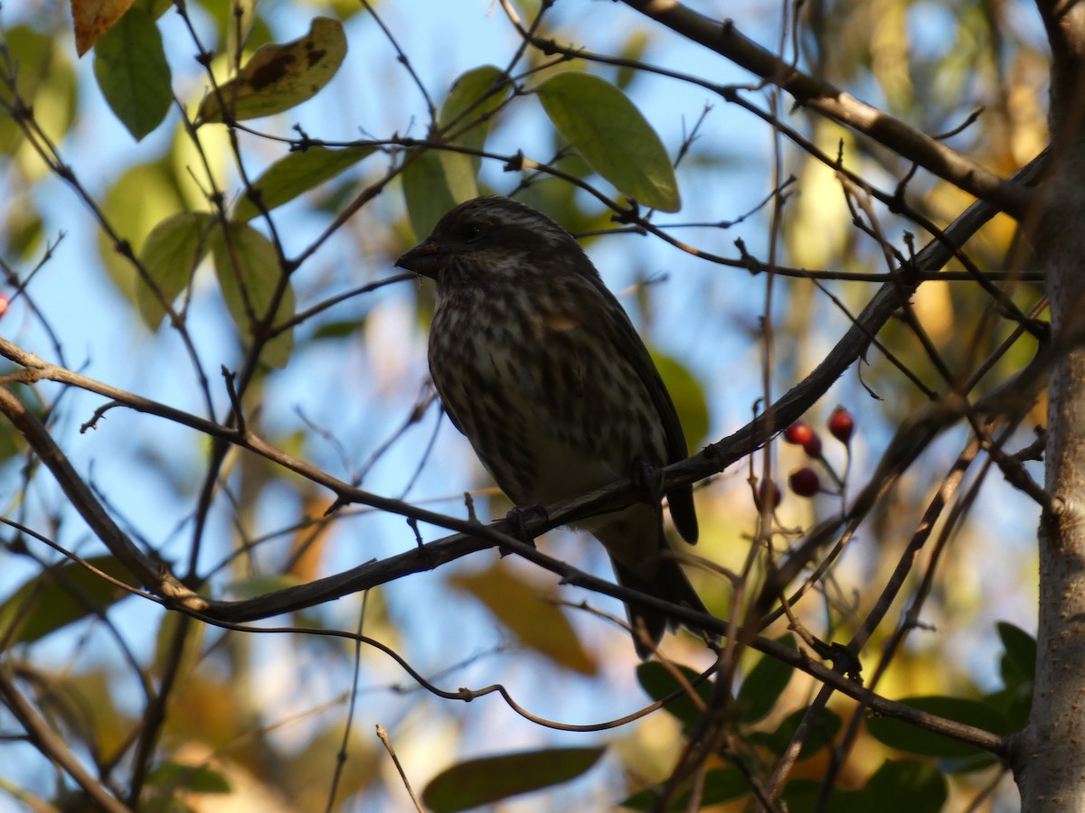 Purple Finch (Eastern) - ML644718142