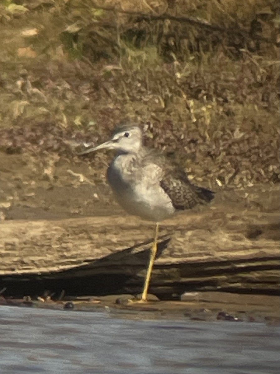 Tüpfelgelbschenkel - ML644718149