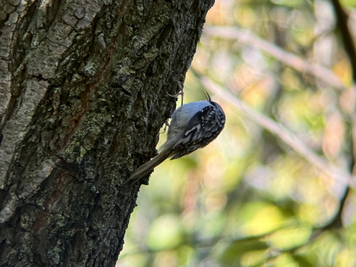 Brown Creeper - ML644718159