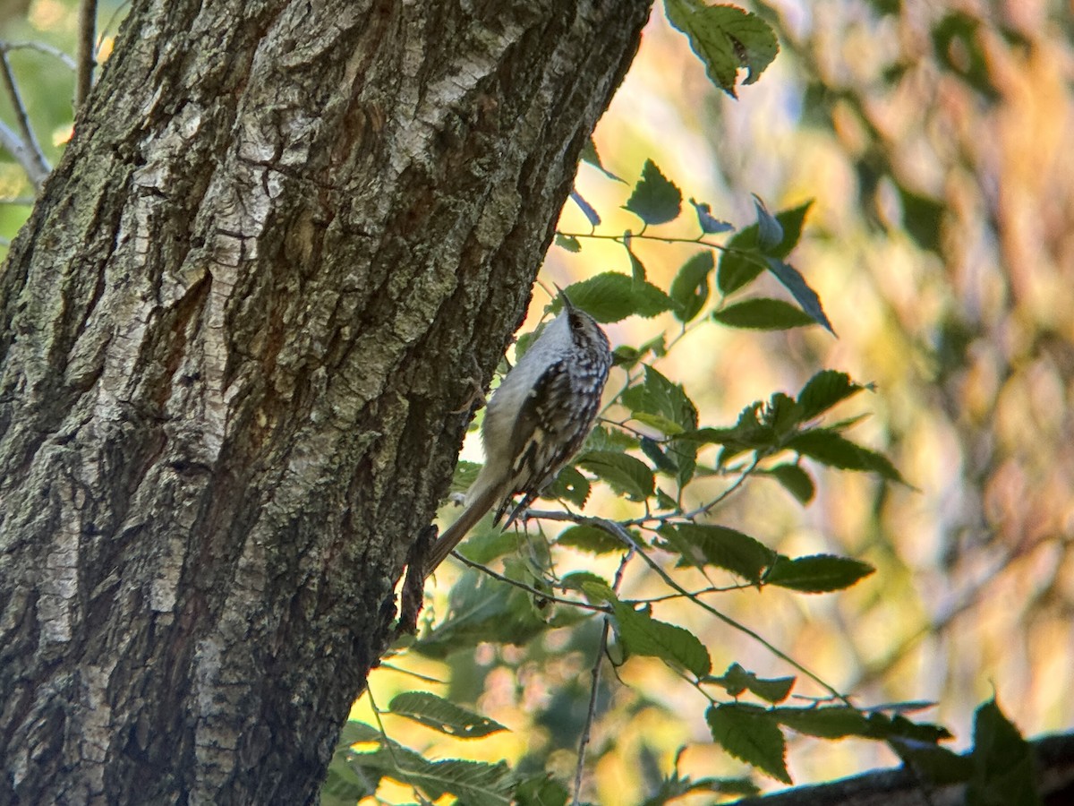 Brown Creeper - ML644718160